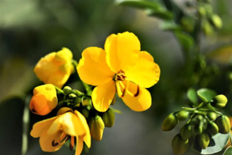 Hojas de Sen: El remedio natural para el estreñimiento que requiere uso responsable