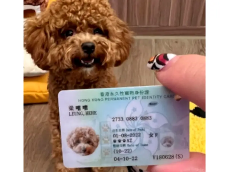 Hong Kong implementa tarjetas de identidad para mascotas: ¿Colombia sigue el camino?