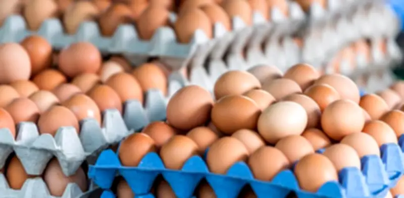 Huevos gratis para familias vulnerables: MinAgricultura lanza programa con avicultores