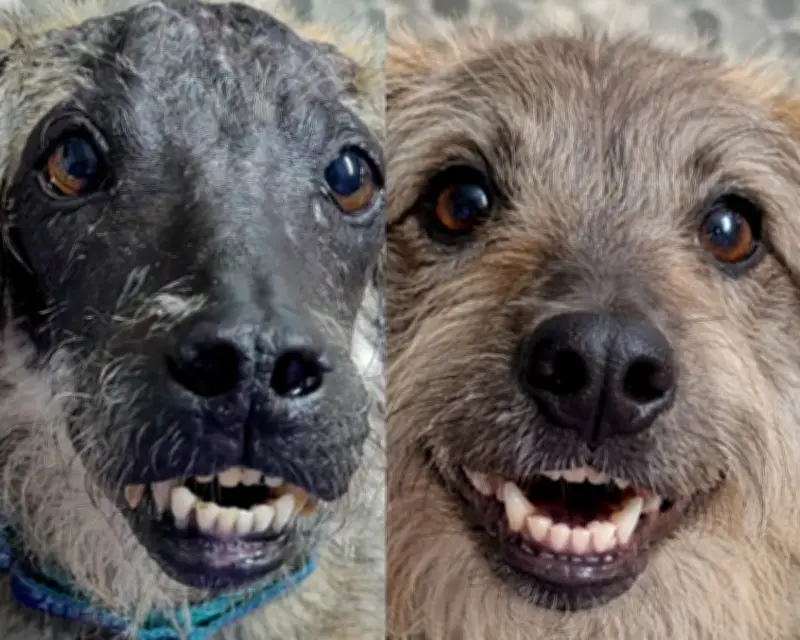 IA reconstruye imagen de perro maltratado para visibilizar consecuencias del abuso animal