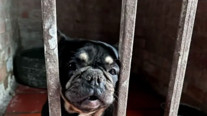 IDPYBA rescata perros de criaderos ilegales en Ciudad Bolívar