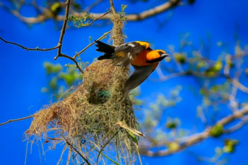 Imagen del Día: Ave en Tegucigalpa se prepara para el vuelo desde su nido