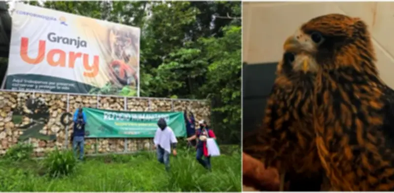 Indígenas ocupan hogar de fauna en Yopal: mueren dos aves silvestres y denuncian hostigamientos