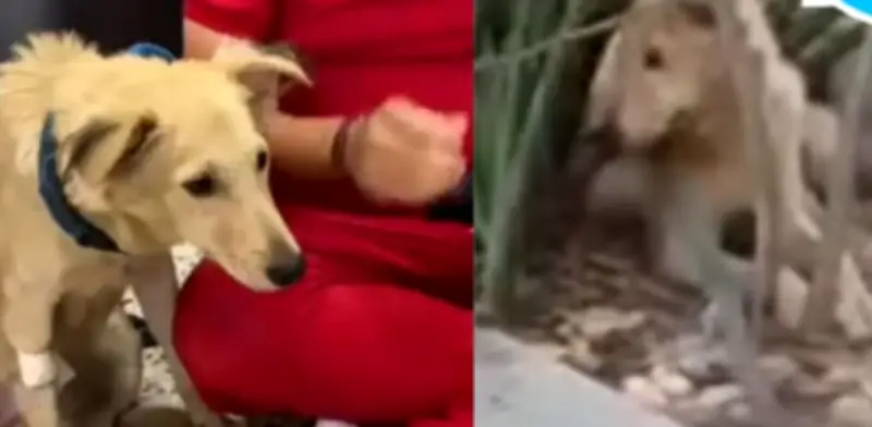 Indignación en Atlántico por brutal maltrato animal: perro Tevi lanzado y atropellado en vía Soledad-Malambo