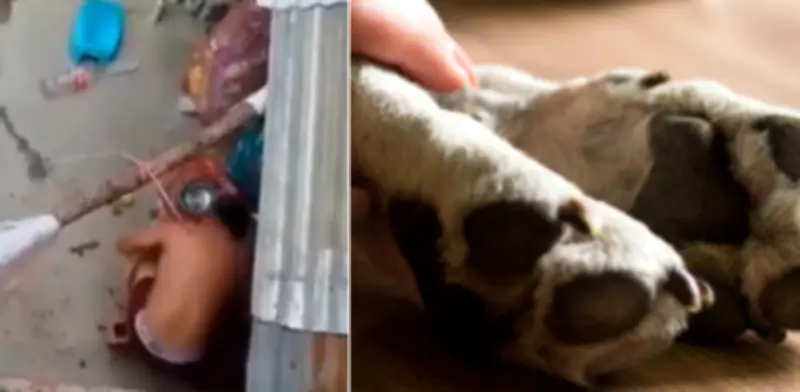 Indignación en Bucaramanga por brutal maltrato animal que causó la muerte de perrita 'Kira'