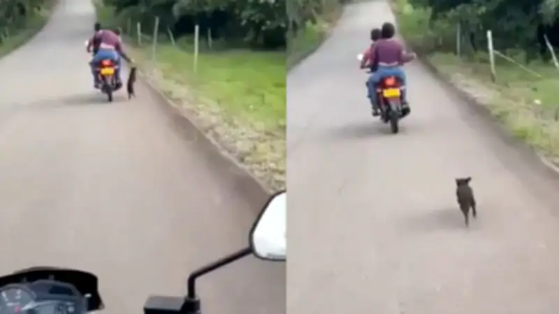 Indignación en Caquetá por abandono de perro en carretera