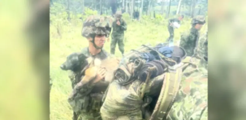 Indira, la perrita del Ejército rescatada en operación aérea tras mordedura de serpiente en Caquetá
