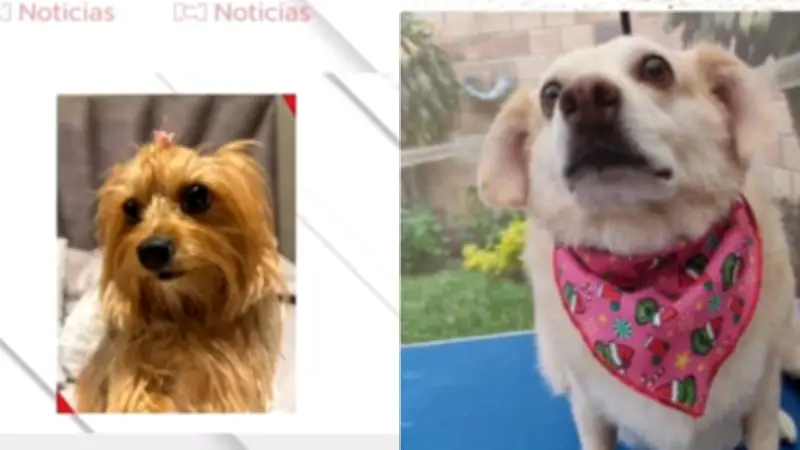 Inseguridad en Bogotá: Delincuentes roban vehículos con mascotas en su interior