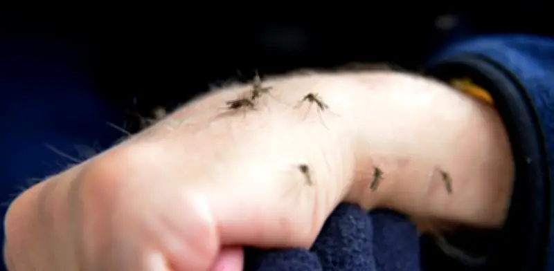 Inteligencia artificial mexicana cuenta huevos de mosquito del dengue con 92% de precisión