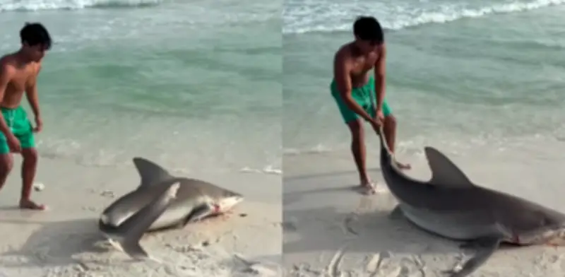 Joven arriesga su vida para rescatar a tiburón herido varado en playa de Florida