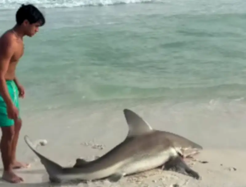 Joven arriesga su vida para rescatar a un tiburón herido en playa de Florida