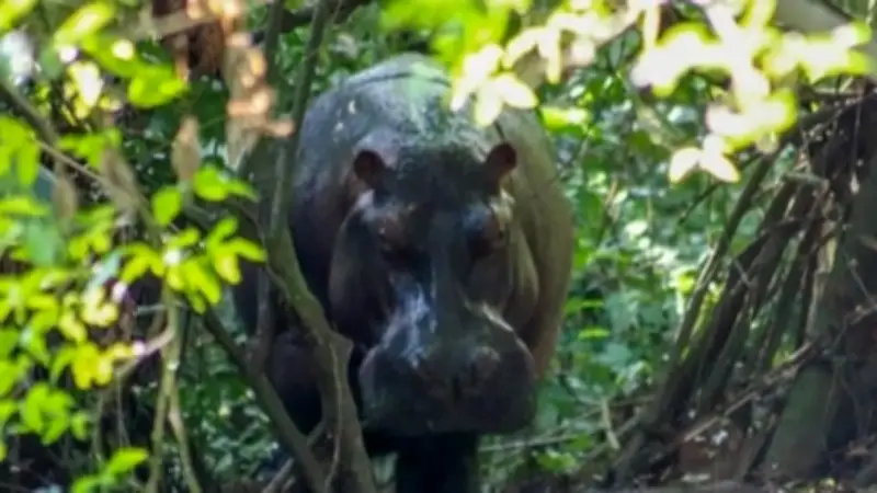 Juez avala eutanasia de hipopótamos de Pablo Escobar en Colombia