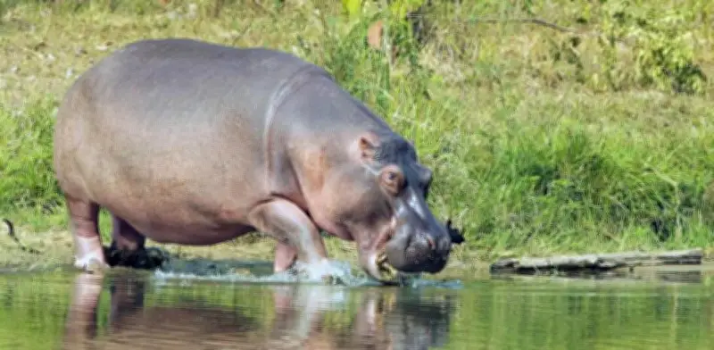 Juez avala eutanasia de hipopótamos en Colombia y descarta alternativas no letales