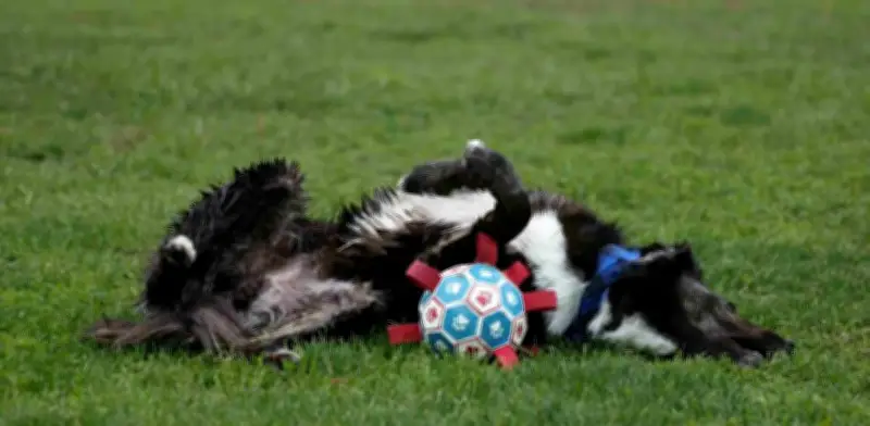 Jugar con tu perro fortalece el vínculo emocional más que el entrenamiento
