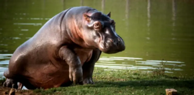 Juzgado avala sacrificio de hipopótamos en Colombia por emergencia ambiental