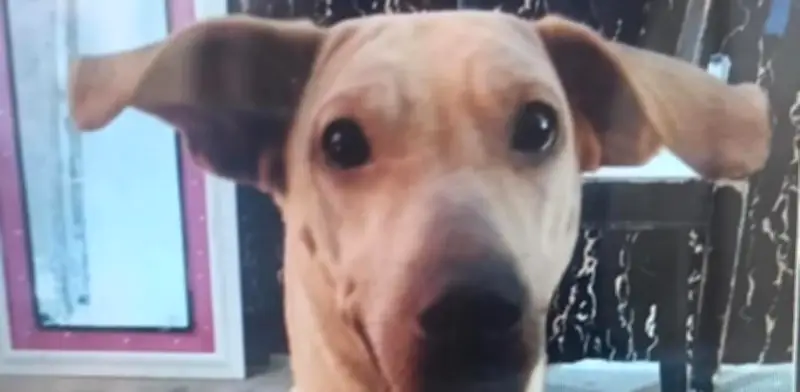 Kira, la perrita maltratada en Bucaramanga, murió por trauma craneal: capturan a su dueño