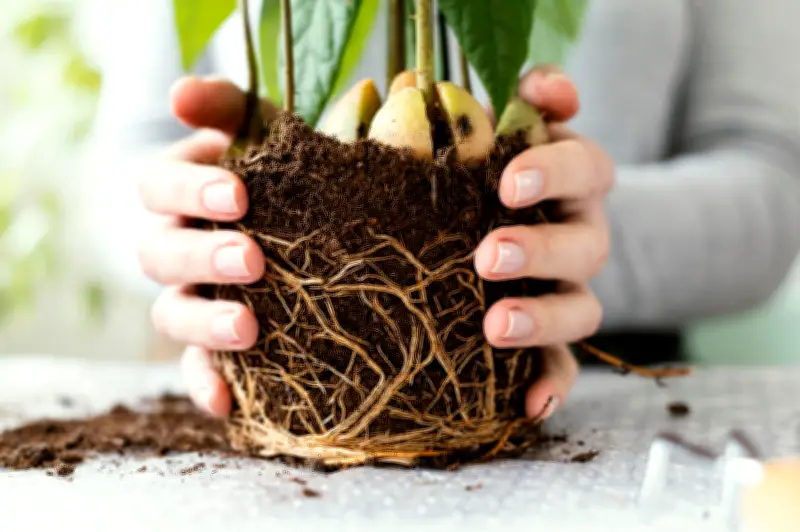 La amenaza invisible: cómo detectar y combatir la pudrición de raíces en plantas