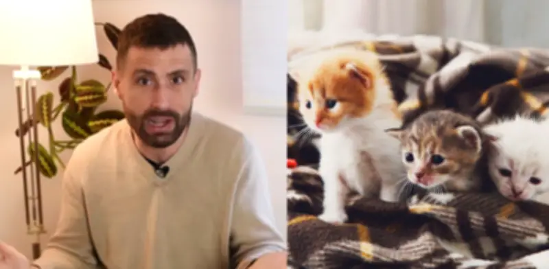 La ciencia confirma: los gatos sí eligen a sus dueños mediante apego seguro