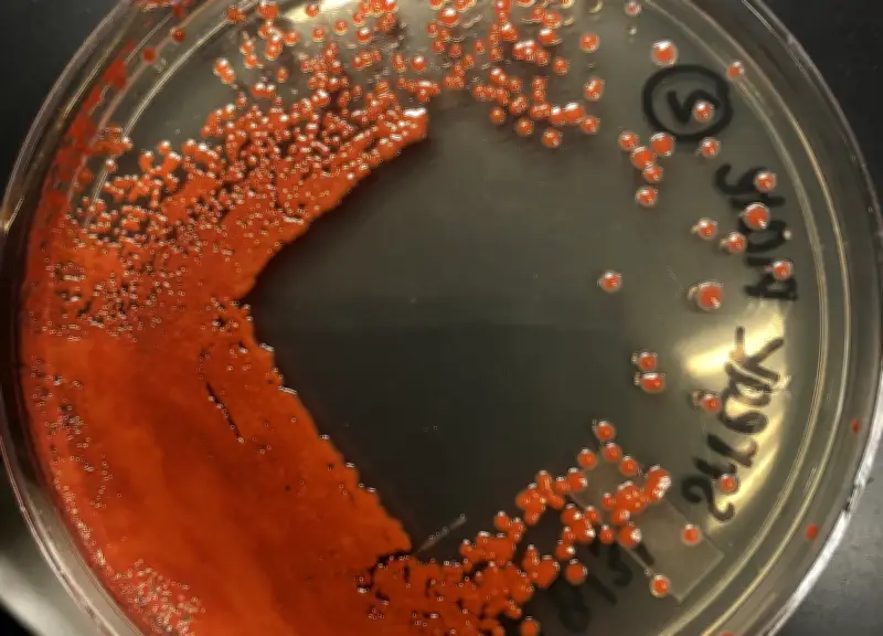 La ciencia detrás de las lágrimas rojas en estatuas religiosas: bacterias, no milagros