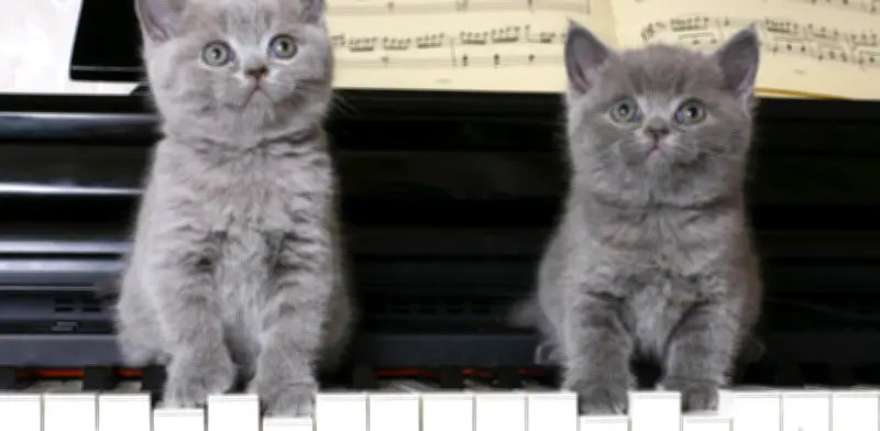 La música clásica reduce anestésicos en cirugías de mascotas y acelera su recuperación