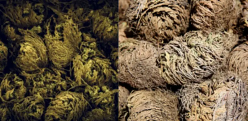 La Rosa de Jericó: la planta que 'finge' estar muerta y revive tras 15 años seca