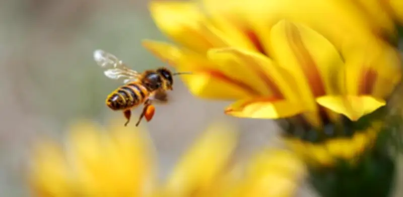 La visita de una abeja a su hogar: señal de prosperidad y equilibrio ecológico