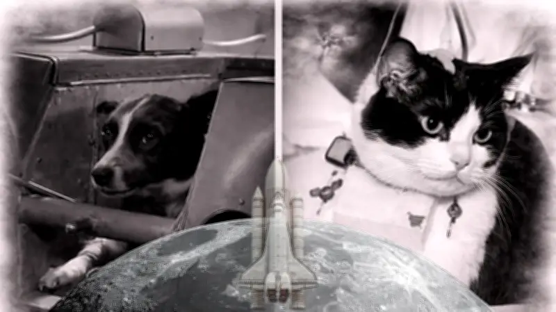Laika y Félicette: Los animales pioneros que abrieron el camino al espacio