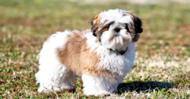 Las 5 razas de perros más calmadas para vivir en apartamento