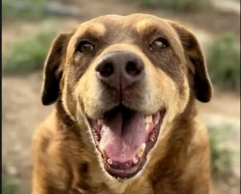 Leandro, un perro anciano de 14 años, busca hogar definitivo en Chocontá tras vivir en las calles