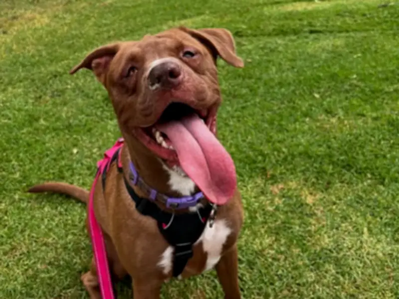 Luna, la perrita rescatada con graves lesiones, logra una vida plena tras recuperación