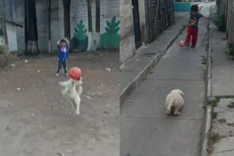 Lunita, la perrita guatemalteca que se volvió viral en TikTok por sus atajadas de fútbol