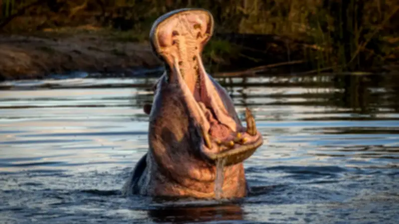 Magnate indio ofrece reubicar 80 hipopótamos de Colombia en su santuario