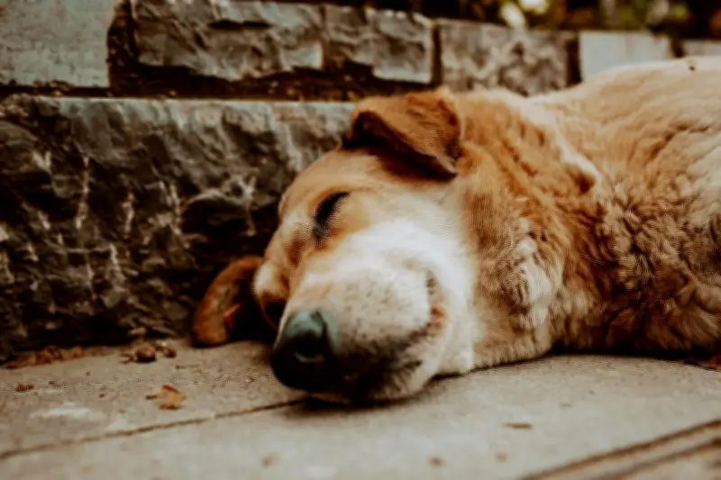 Maltrato animal en Bogotá aumenta 62% en 2025: diciembre es el mes más crítico