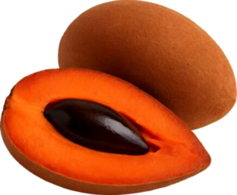 Mamey vs. Zapote: Descubriendo las diferencias botánicas y culturales de estas frutas tropicales