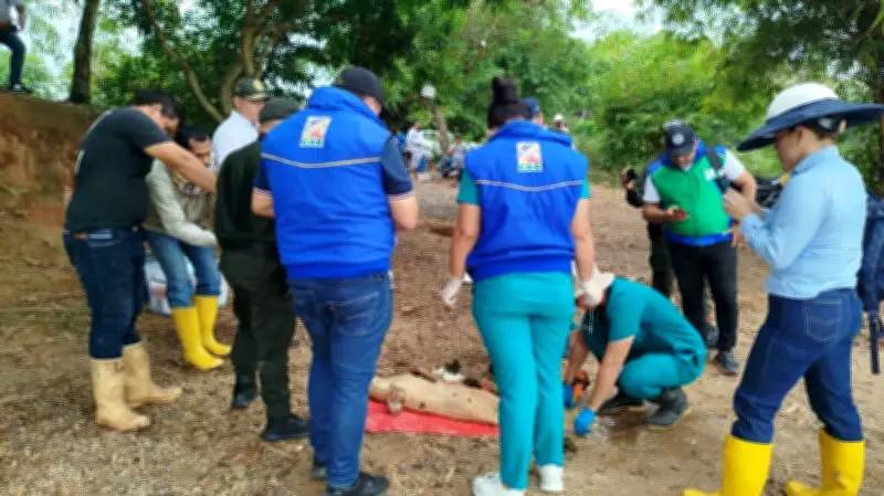 Manatí neonato hallado muerto en Barrancabermeja tras derrame de gasolina en ciénaga San Silvestre