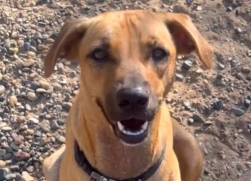 María Paz, la perrita criolla que espera un hogar en Barranquilla tras casi un año en fundación