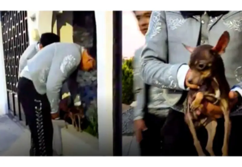Mariachi rescata a perro abandonado durante una presentación en TikTok