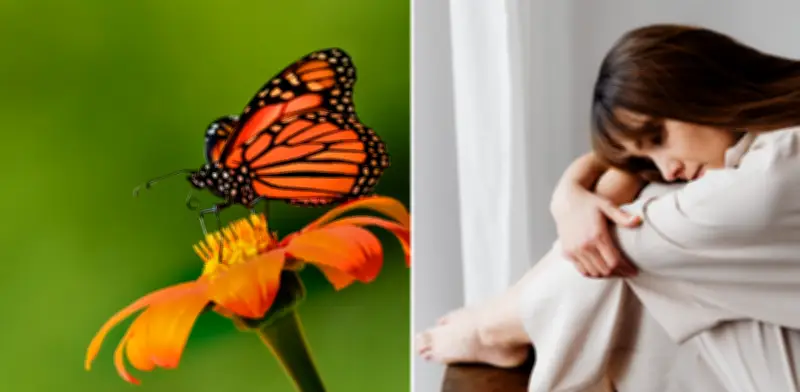 Mariposas en casa: ciencia y simbolismo del Feng Shui sobre su significado