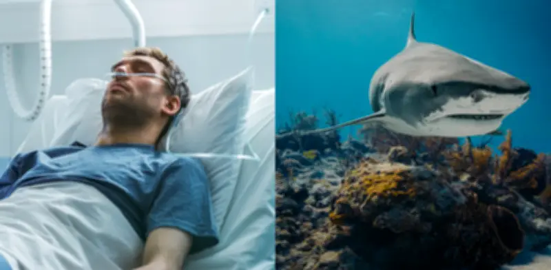 Médico español pierde una pierna en ataque de tiburón tigre durante luna de miel en Maldivas