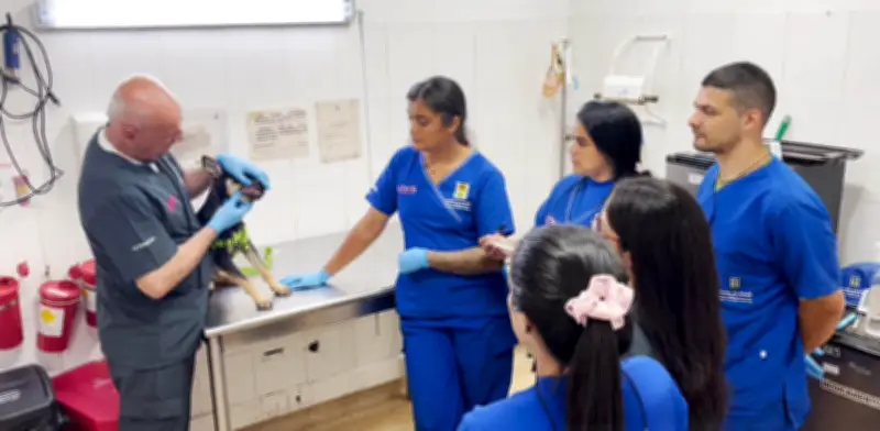 Medellín ofrece curso gratuito de primeros auxilios para mascotas: salva vidas de perros y gatos