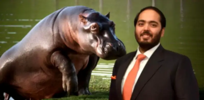 Minambiente responde a multimillonario indio que quiere llevarse hipopótamos de Pablo Escobar