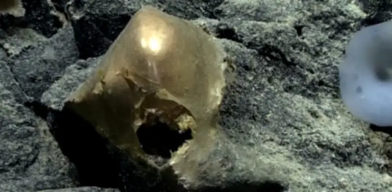 Misterio del 'orbe dorado' en el océano resuelto: es una anémona