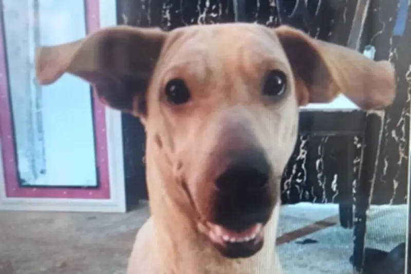 Muerte de perra Kira en Bucaramanga revela fallas en aplicación de aprehensión preventiva