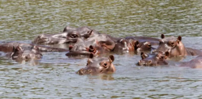 Multimillonario indio ofrece llevarse 80 hipopótamos de Pablo Escobar para evitar eutanasia