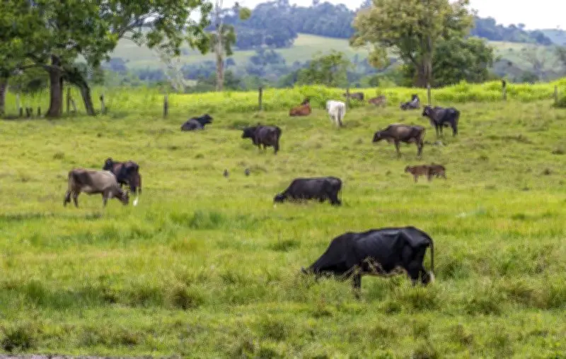 Negocios regenerativos en Colombia: ganadería y agricultura se transforman ante la degradación del suelo