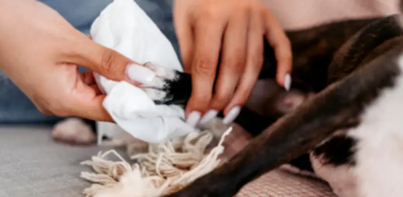 No solo las patas: la limpieza ocular es vital para perros tras el paseo