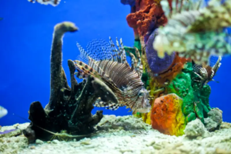 Oceanario Islas del Rosario: Más que turismo, un santuario de conservación marina en Cartagena