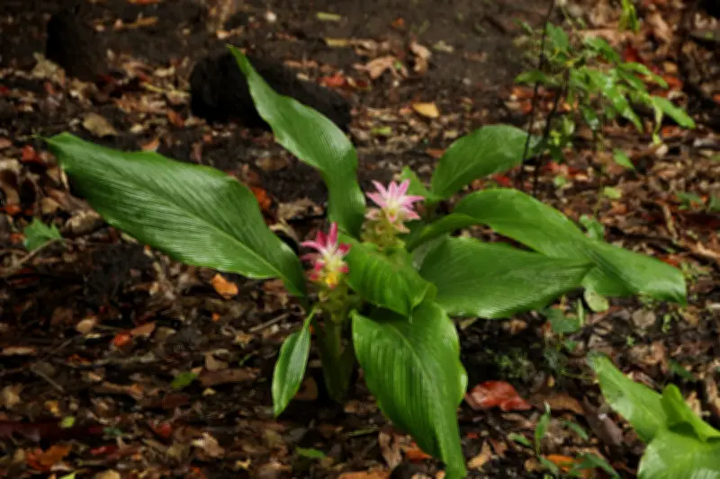 Ocho plantas colombianas que funcionan como tintes naturales para textiles