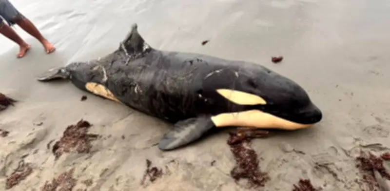 Orca muerta en Moñitos, Córdoba: hallazgo excepcional que activa alertas ambientales en el Caribe