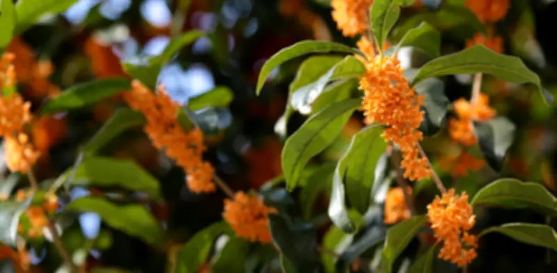 Osmanto: el árbol que perfuma tu casa y crece en maceta